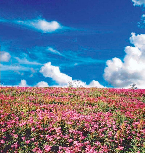 【福井県内発】 白桃約1㎏(4~5玉)お持ち帰り! 天空のお花畑!伊吹山と冷んやり関ケ原鍾乳洞、5つの高級食材を食す! 日帰り1